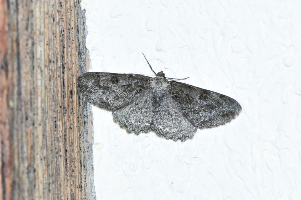 sei foto di geometridae: Alcis repandata, Peribatodes rhomboidaria o nessuna delle due?